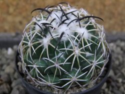 Coryphantha tripugionacantha PP1012 Tepetatita, Zac. pot 5,5 cm - 12401269