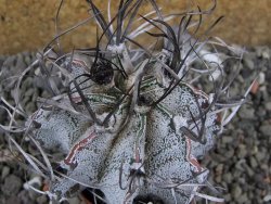 Astrophytum capricorne major pot 5,5 cm - 12401271