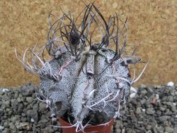 Astrophytum capricorne major pot 5,5 cm - 12401272