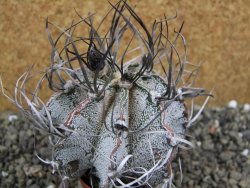 Astrophytum capricorne major pot 5,5 cm - 12401273