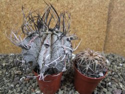 Astrophytum capricorne major pot 5,5 cm - 12401274