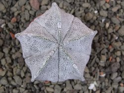 Astrophytum coahuilense snow (Super Coahuilense), pot 5,5 cm - 12401275