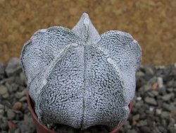 Astrophytum coahuilense snow (Super Coahuilense), pot 5,5 cm - 12401277