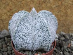 Astrophytum coahuilense snow (Super Coahuilense), pot 5,5 cm - 12401278