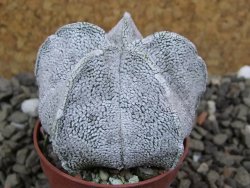 Astrophytum coahuilense snow (Super Coahuilense), pot 5,5 cm - 12401279