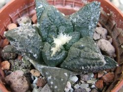 Ariocarpus fissuratus Puertecitos, pot 5,5 cm - 12401281