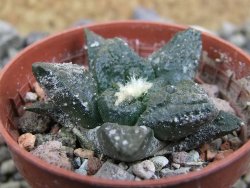 Ariocarpus fissuratus Puertecitos, pot 5,5 cm - 12401282