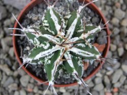 Astrophytum Dinosaur 5,5 cm (fukurio, Hannya) - 12401284