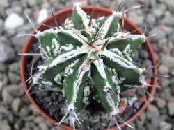 Astrophytum Dinosaur 5,5 cm (fukurio, Hannya) - 12401285