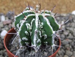 Astrophytum Dinosaur 5,5 cm (fukurio, Hannya) - 12401286