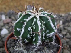 Astrophytum Dinosaur 5,5 cm (fukurio, Hannya) - 12401287