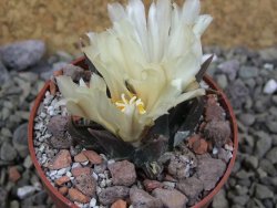 Ariocarpus trigonus horacekii Jaumave, Tam. pot 6,5 cm - 12401288