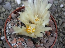 Ariocarpus trigonus horacekii Jaumave, Tam. pot 6,5 cm - 12401289