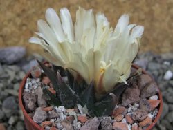 Ariocarpus trigonus horacekii Jaumave, Tam. pot 6,5 cm - 12401290