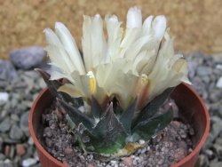 Ariocarpus trigonus horacekii Jaumave, Tam. pot 6,5 cm - 12401291