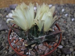 Ariocarpus trigonus horacekii Jaumave, Tam. pot 6,5 cm - 12401293