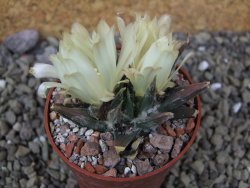 Ariocarpus trigonus horacekii Jaumave, Tam. pot 6,5 cm - 12401295