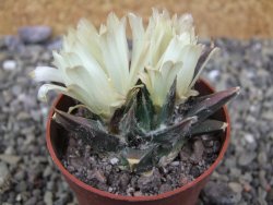 Ariocarpus trigonus horacekii Jaumave, Tam. pot 6,5 cm - 12401296