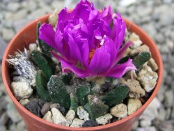 Ariocarpus scapharostrus Rayones, pot 5,5 cm - 12401297