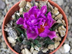 Ariocarpus scapharostrus Rayones, pot 5,5 cm - 12401298