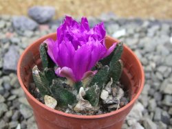 Ariocarpus scapharostrus Rayones, pot 5,5 cm - 12401300