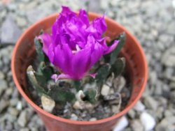 Ariocarpus scapharostrus Rayones, pot 5,5 cm - 12401301