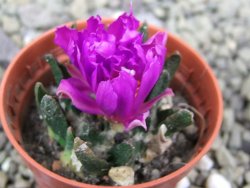 Ariocarpus scapharostrus Rayones, pot 5,5 cm - 12401302