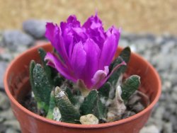 Ariocarpus scapharostrus Rayones, pot 5,5 cm - 12401303