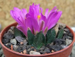 Ariocarpus scapharostrus Rayones, pot 5,5 cm - 12401305