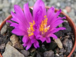 Ariocarpus scapharostrus Rayones, pot 5,5 cm - 12401306