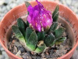 Ariocarpus scapharostrus Rayones, pot 5,5 cm - 12401307