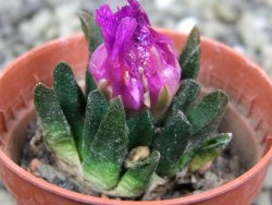 Ariocarpus scapharostrus Rayones, pot 5,5 cm - 12401308