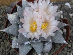 Ariocarpus retusus SB 68 pot 9 cm cites IA - 12401310