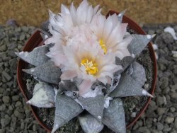 Ariocarpus retusus SB 68 pot 9 cm cites IA - 12401312