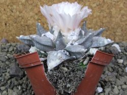 Ariocarpus retusus SB 68 pot 9 cm cites IA - 12401314