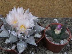 Ariocarpus retusus SB 68 pot 9 cm cites IA - 12401315