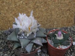 Ariocarpus retusus 8 cm cites IA - 12401320