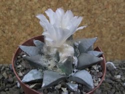 Ariocarpus retusus 8 cm cites IA - 12401322