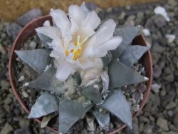 Ariocarpus retusus 8 cm cites IA - 12401324