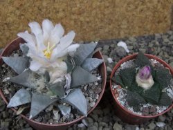 Ariocarpus retusus 8 cm cites IA - 12401325