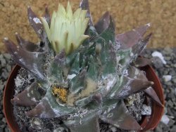 Ariocarpus trigonus elongatus San Antonio pot 9 cm - 12401326