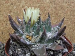 Ariocarpus trigonus elongatus San Antonio pot 9 cm - 12401328