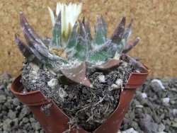 Ariocarpus trigonus elongatus San Antonio pot 9 cm - 12401330