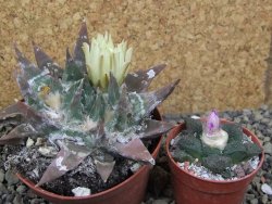 Ariocarpus trigonus elongatus San Antonio pot 9 cm - 12401331