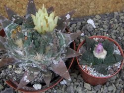 Ariocarpus trigonus elongatus San Antonio pot 9 cm - 12401332