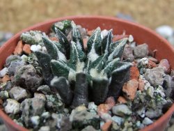 Ariocarpus kotschoubeyanus elephantidens Vista Hermosa pot 5,5 cm - 12401345