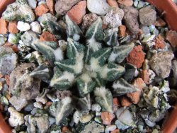 Ariocarpus kotschoubeyanus elephantidens Vista Hermosa pot 5,5 cm - 12401346