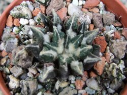 Ariocarpus kotschoubeyanus elephantidens Vista Hermosa pot 5,5 cm - 12401347