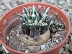 Ariocarpus kotschoubeyanus elephantidens Vista Hermosa pot 5,5 cm - 12401348