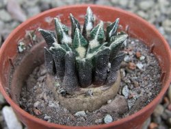 Ariocarpus kotschoubeyanus elephantidens Vista Hermosa pot 5,5 cm - 12401349